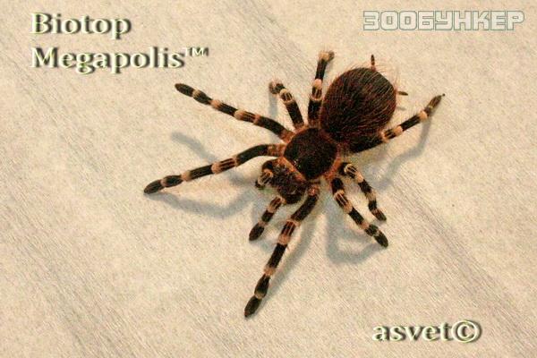 Акантоскурия геникулята (Acanthoscurria geniculata)