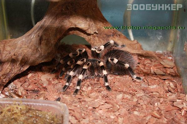 Акантоскурия геникулята (Acanthoscurria geniculata)