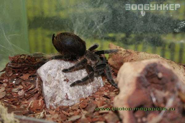 Брахипельма альбопилоза (Brachypelma albopilosum)
