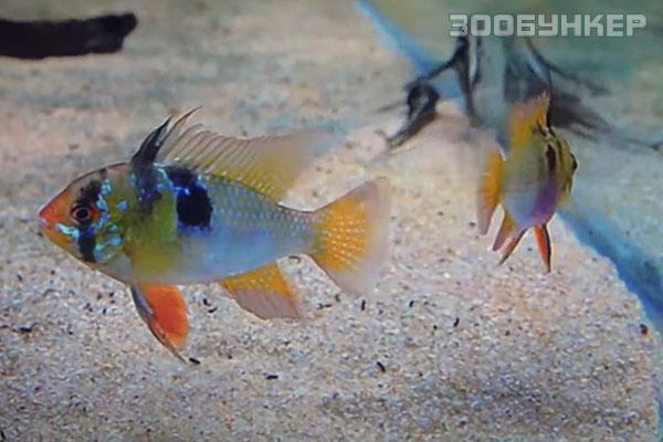 Апистограмма Рамирези (Mikrogeophagus ramirezi)