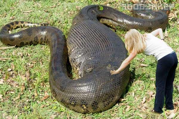 Может ли змея проглотить человека? Часть 2