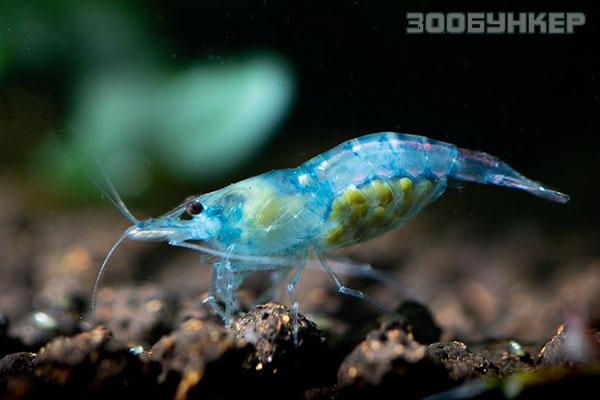 Креветка Блю Дрим (Blue Dream Shrimp)