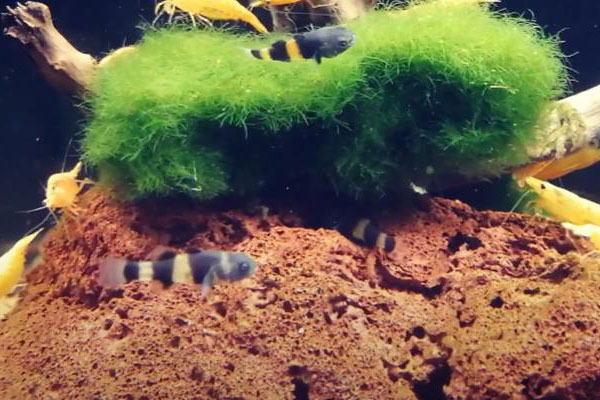 Бычок-пчелка (Brachygobius doriae)
