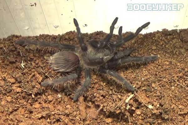 Брахипельма альбопилоза (Brachypelma albopilosum)