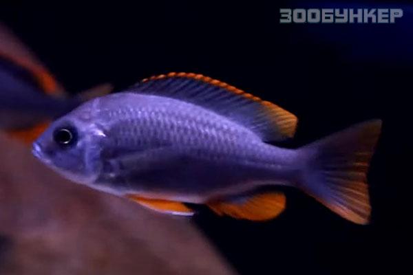 Копадихромис Каданго (Copadichromis borleyi Kadango)