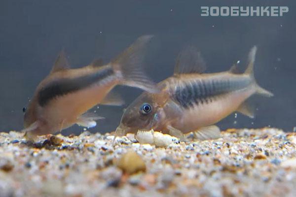 Коридорас Золотистый, или Бронзовый (Corydoras aeneus)