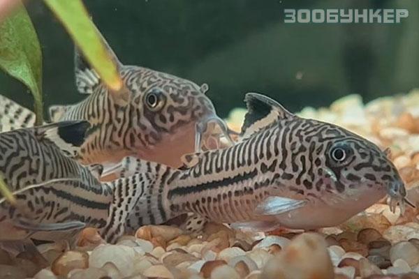 Коридорас Джулии (Corydoras julii)