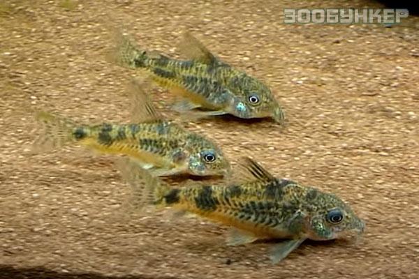 Коридорас Крапчатый (Corydoras paleatus)