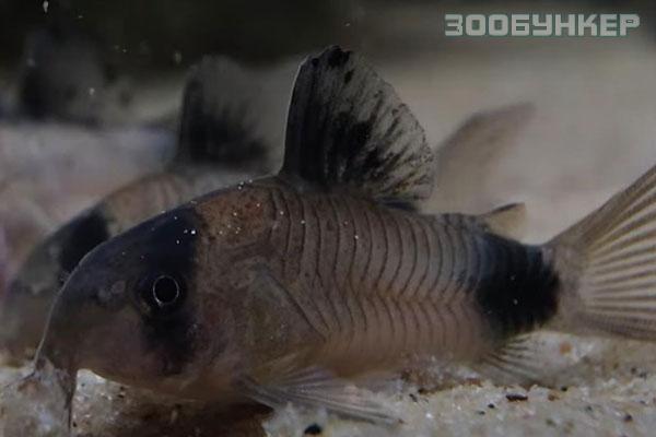 Коридорас панда (Corydoras panda)