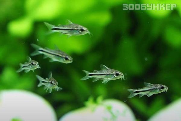 Коридорас Пигмей (Corydoras pygmaeus)
