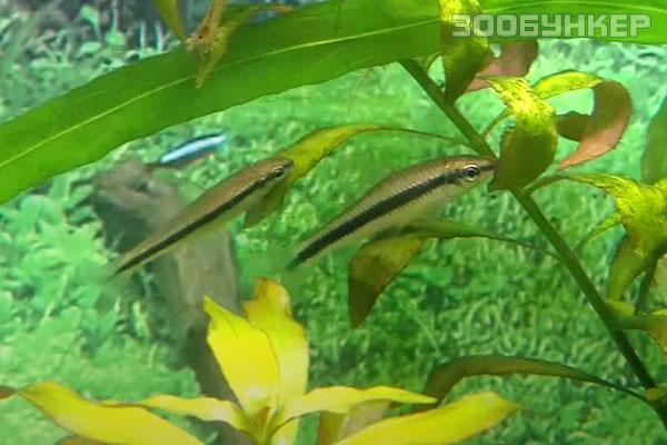 Сиамский водорослеед (Crossocheilus siamensis)