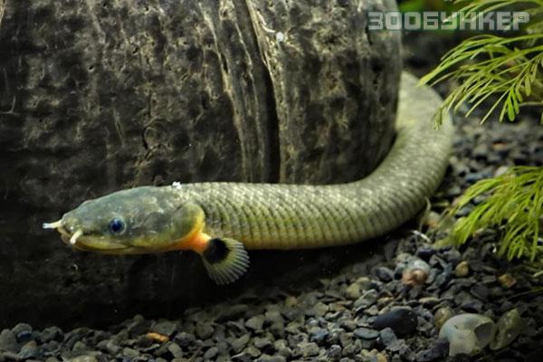 Каламоихт калабарский (Erpetoichthys calabaricus)