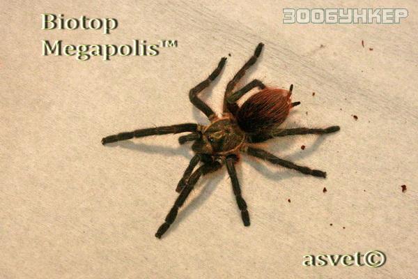 Формиктопус канцеридес (Phormictopus cancerides)