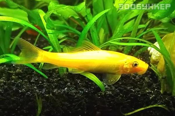 Гиринохейлус (Gyrinocheilus aymonieri)