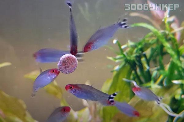 Родостомус, или красноносая тетра (Hemigrammus rhodostomus)