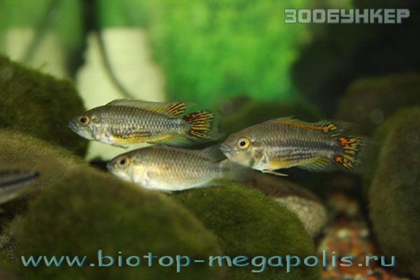 Апистограмма какаду (Apistogramma cacatuoides)