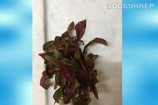 Людвигия Перуанская (Ludwigia Peruensis)