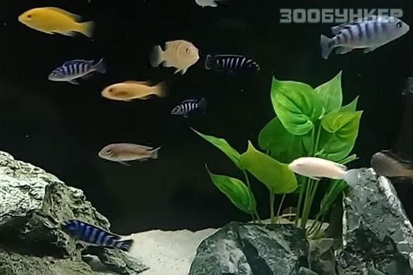 Псевдотрофеус зебра S