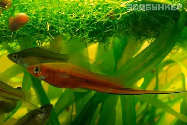 Меченосец (Xiphophorus hellerii), M