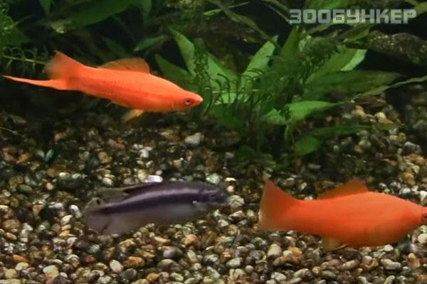 Меченосец (Xiphophorus hellerii), S