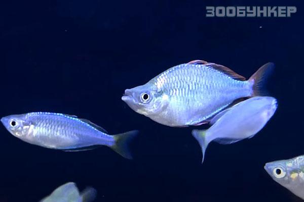 Радужница неоновая (Melanotaenia praecox)