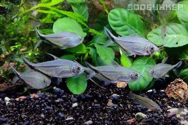 Тетра коста или Моенкаузия коста (Moenkhausia costae)