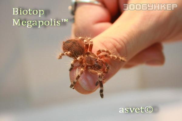 Нанду хроматус (Nhandu chromatus)