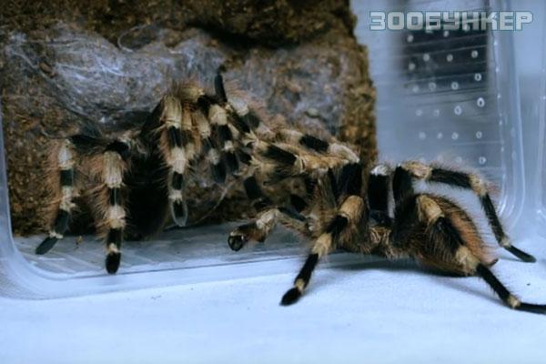 Нанду колоратовилосус (Nhandu coloratovillosus)