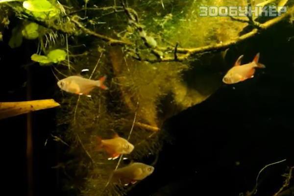 Орнатус