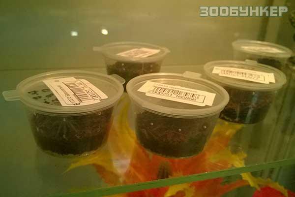 Пауки в продаже
