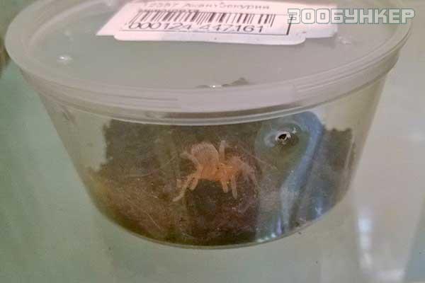 Пауки в продаже