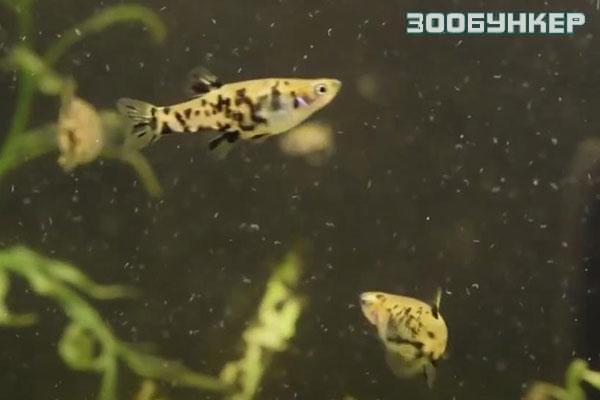 Фалоцера  (Phalloceros)