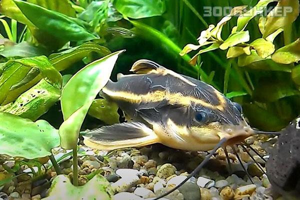 Платидорас – поющий сомик (Platydoras sp.)