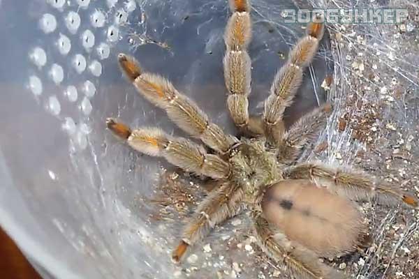 Псалмопеус кембриджи (Psalmopoeus cambridgei)