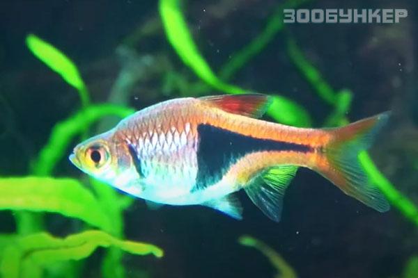 Расбора гетероморфа, Клинопятнистая расбора (rasbora heteromorpha, trigonostigma heteromorpha)