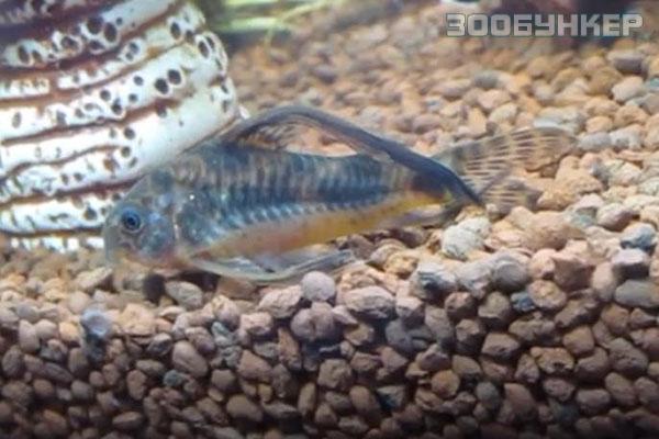 Коридорас Крапчатый вуалевый (Corydoras paleatus)